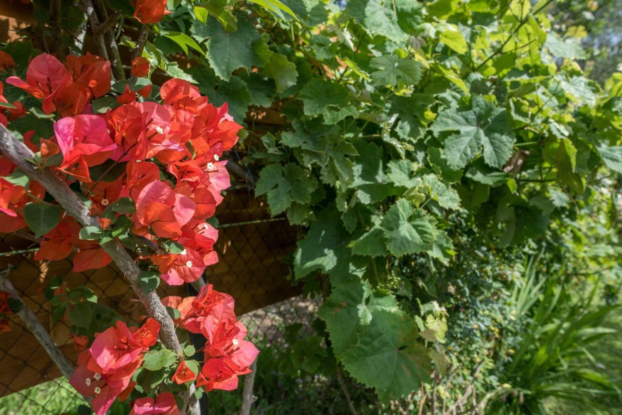 Corfu Villa Linea Línia Kültér fotó